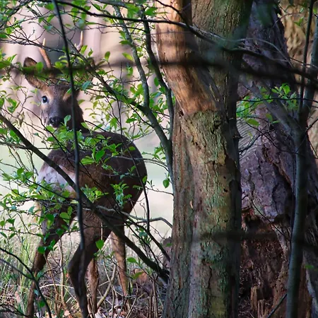 Auerhahn Ferienhaeuser Auerhahn 319 Nyaraló