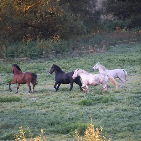 Auerhahn Ferienhaeuser Auerhahn 319