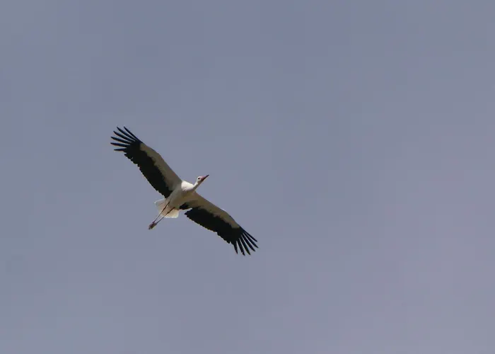 Auerhahn Ferienhaeuser Auerhahn 319 * Hasselfelde