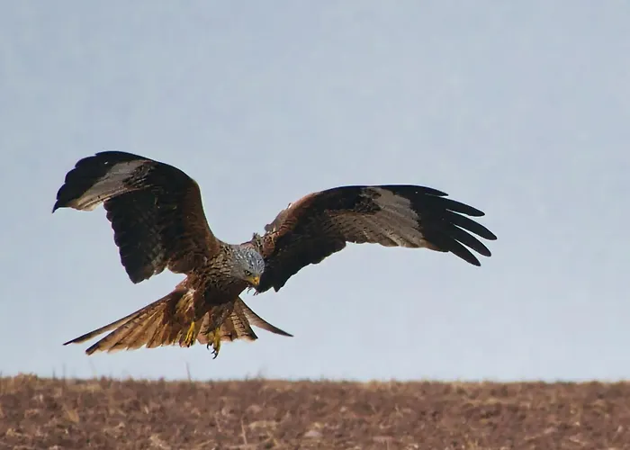 Nyaraló Auerhahn Ferienhaeuser Auerhahn 319 Hasselfelde