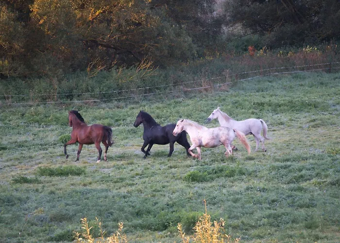 Auerhahn Ferienhaeuser Auerhahn 319